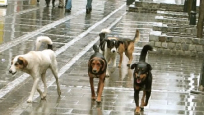 Mostar: Dječaka napali psi, hitno potrebna krv