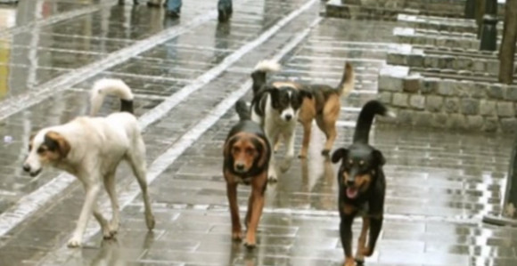 Мостар: Дјечака напали пси, хитно потребна крв