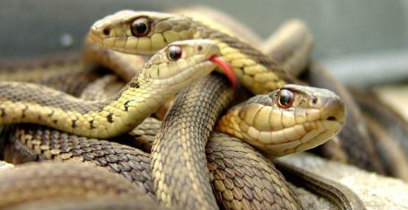 Boljevac: Iznad glave otkrili leglo zmija