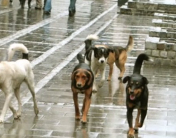 Mostar: Dječaka napali psi, hitno potrebna krv