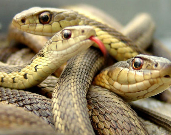 Boljevac: Iznad glave otkrili leglo zmija