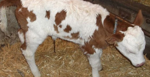 Lopov ukrao tele u Kneževu