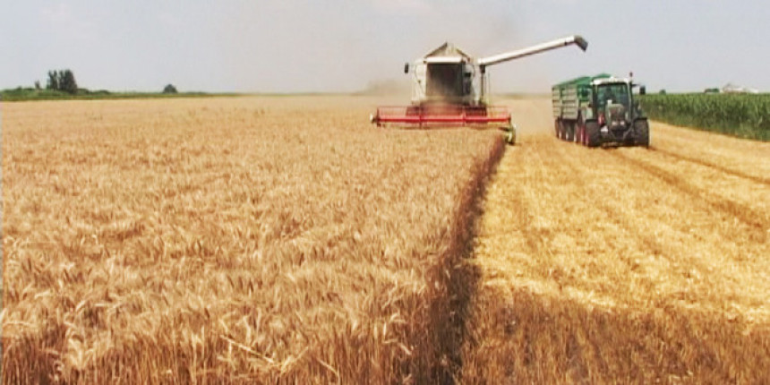 „5+5 feninga“ za otkup pšenice
