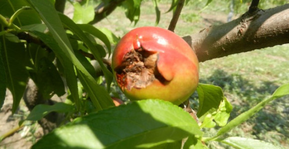 Grad uništio voćnjake 