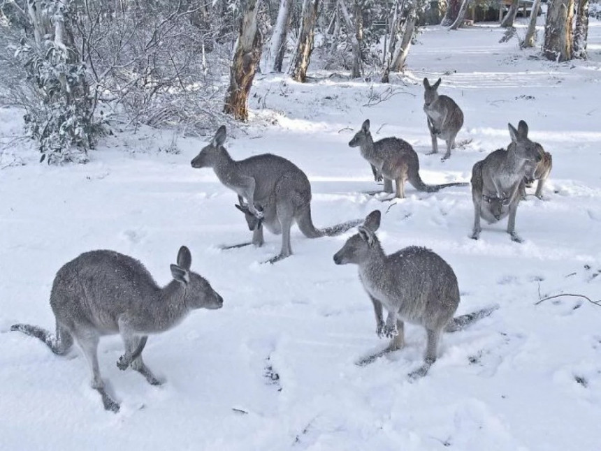ZIMSKA IDILA: Ovako kenguri uživaju u snijegu