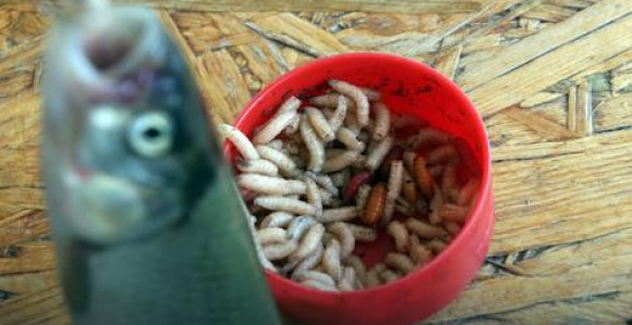 Mladiću riba uletjela u grlo