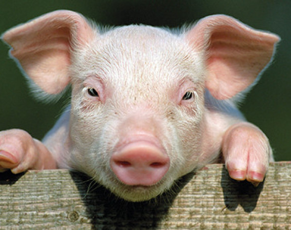 Bolest svinja u mađarskih selima