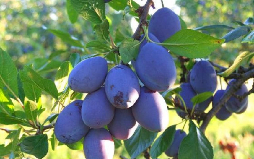 Šljiva s Majevice - kraljica dobre kapljice