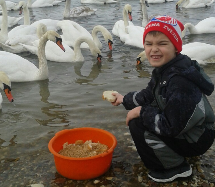 Labudovima pomaže ovaj dječak...