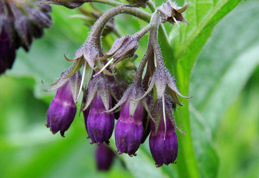 Gavez ublažava reumu i "pegla" bore