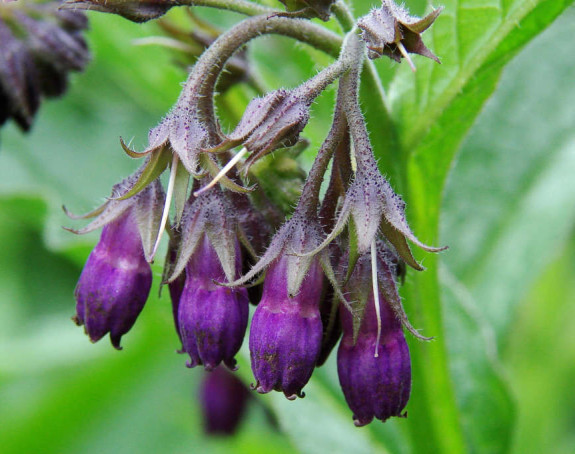 Gavez ublažava reumu i "pegla" bore