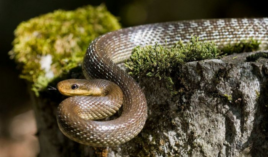 Leglo zmija u centru Trebinja
