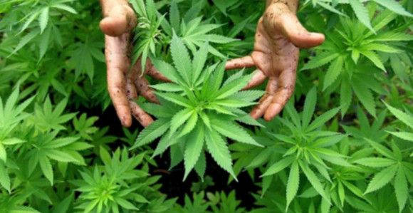 Diler u Austriji sam sebe srušio