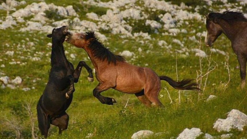 TB: Divlji konji uništavaju usjeve