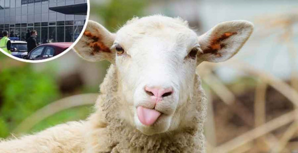 Pokušao unijeti jagnjad u avion 