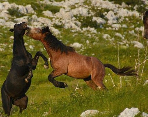 TB: Divlji konji uništavaju usjeve