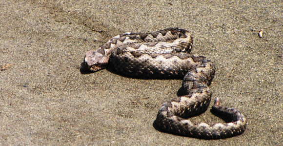 Opasne zmije haraju u BiH