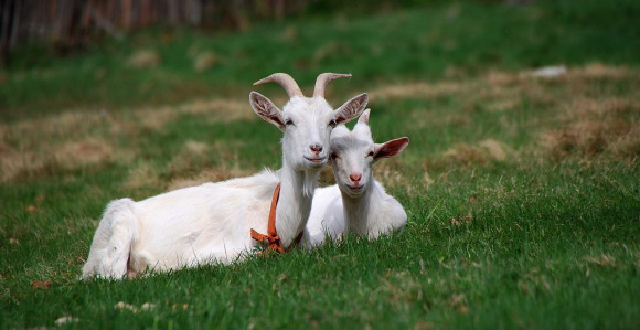Koju životinju je čovjek prvo pripitomio?