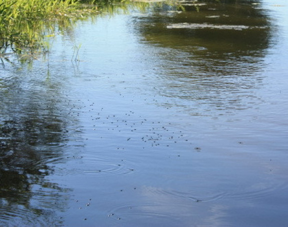 Bijeljina: Počelo je uništavanje komaraca