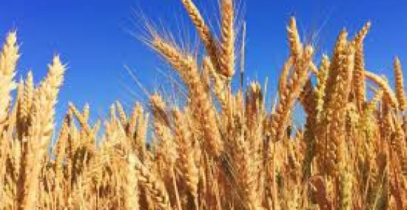 Dodatni podsticaj za pšenicu