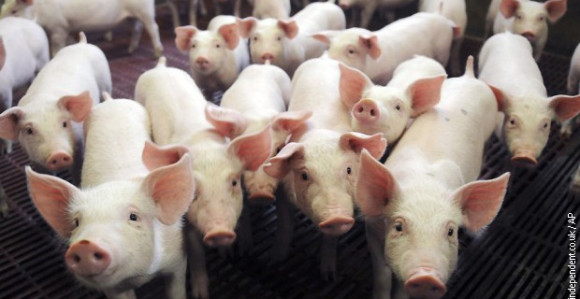 Svinje na putu da doniraju organe