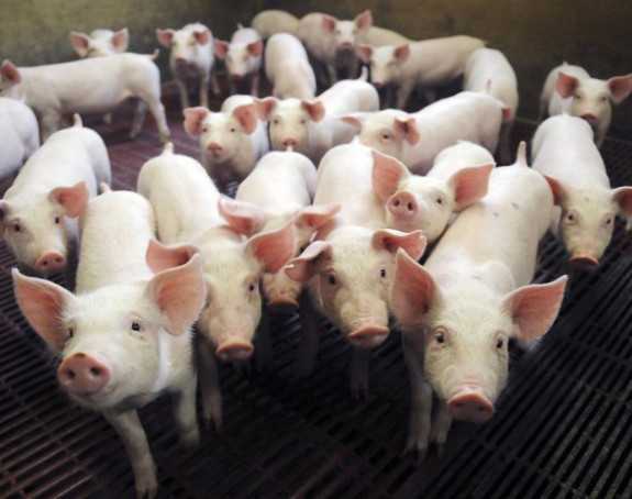Svinje na putu da doniraju organe