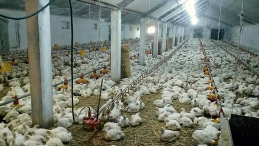 EU odobrila izvoz piletine iz BiH
