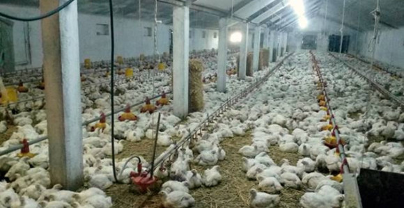 EU odobrila izvoz piletine iz BiH 