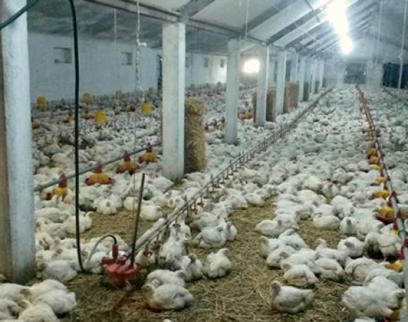 EU odobrila izvoz piletine iz BiH 