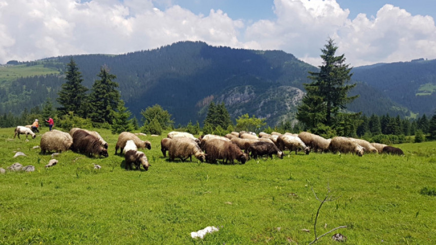 Grom udario u štalu, stradalo kompletno stado ovaca