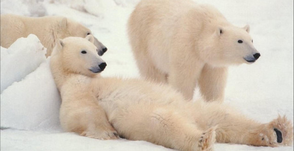 Opkoljeni medvjedima, pomoć tek za mjesec