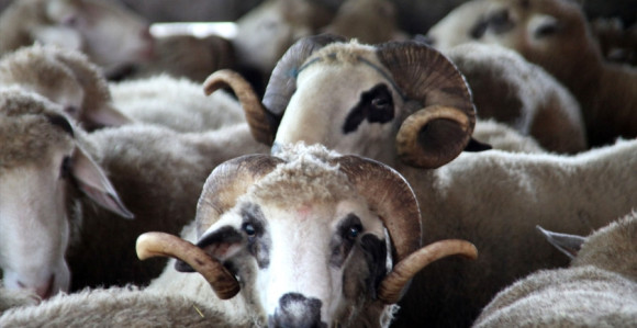 Bajram prolazi, ostaci kurbana po ulicama