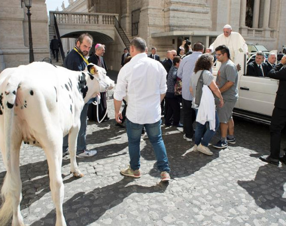 Папа добио краву на поклон