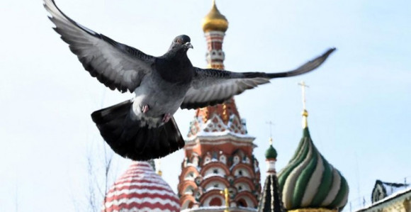 CIA: Golubove koristili za špijunske misije