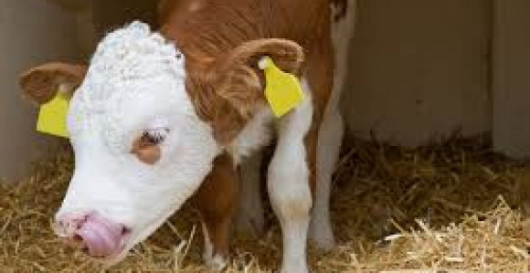 Bolest plavog jezika potvrđena u 65 opština