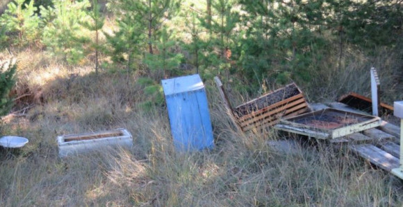 Medvjed poharao pčelinjak