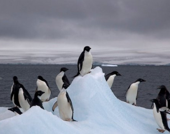 Uginulo hiljade mladih pingvina 