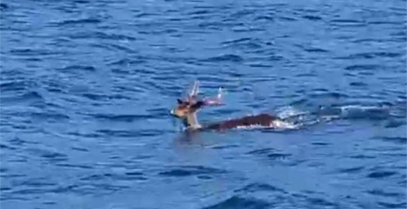 Jelen plivao u Jadranskom moru