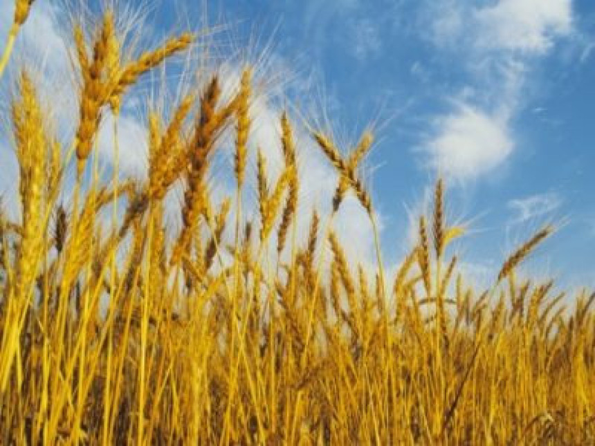 Биће откупљено око 30.000 тона пшенице
