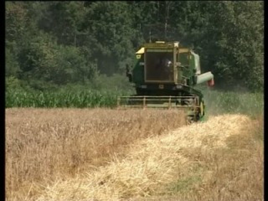 Млинари уцјењују произвођаче пшенице (ВИДЕО)