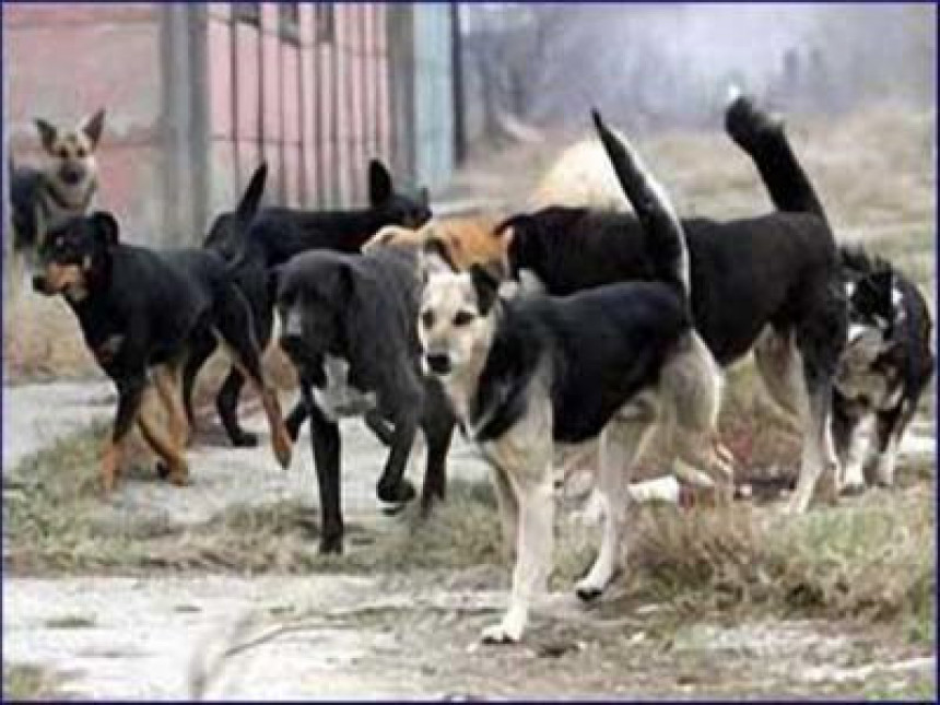 Psi lutalice rastrgali pet jaganjaca
