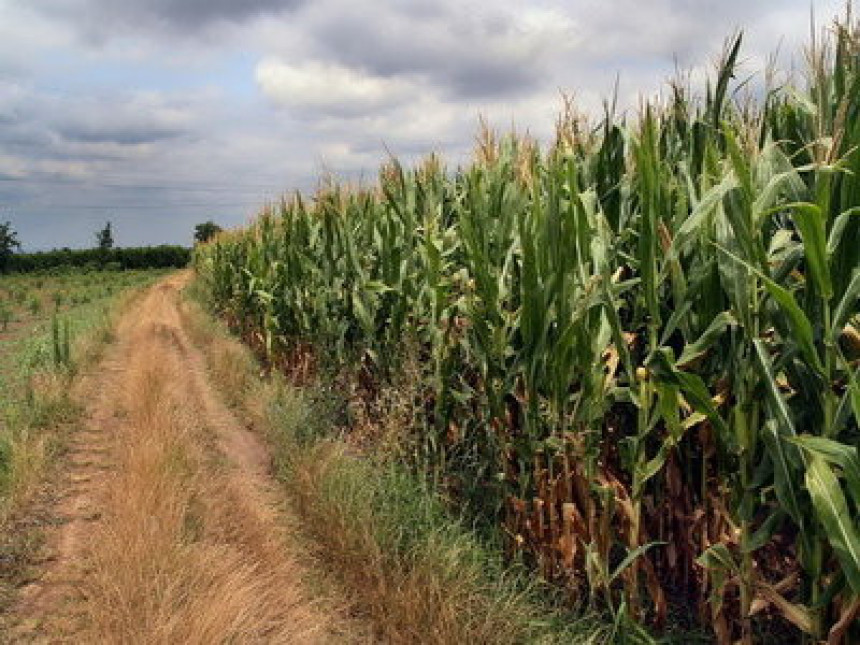 Poljoprivrednici zadovoljni kukuruzom