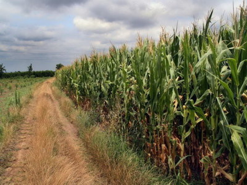 Usjevi kukuruza u dobrom stanju