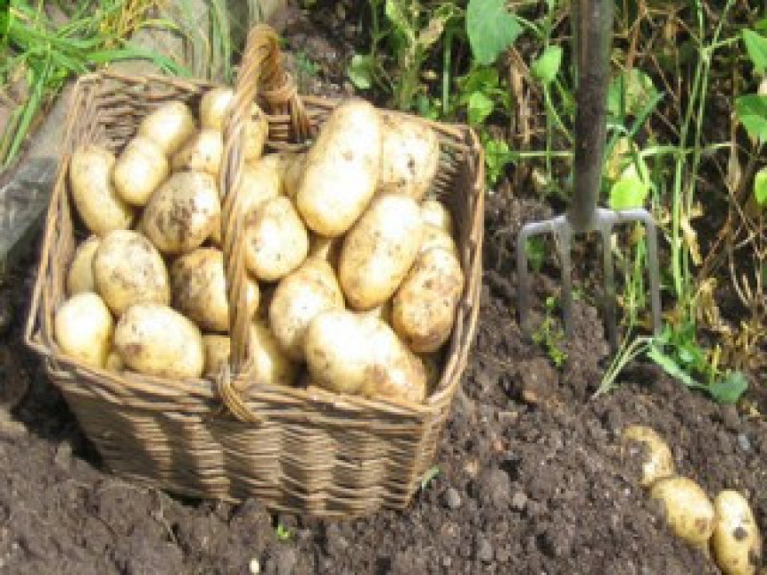 Sjemenski krompir ne može u Hrvatsku