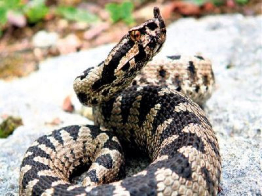 Banjalučanin razgovara sa zmijama 