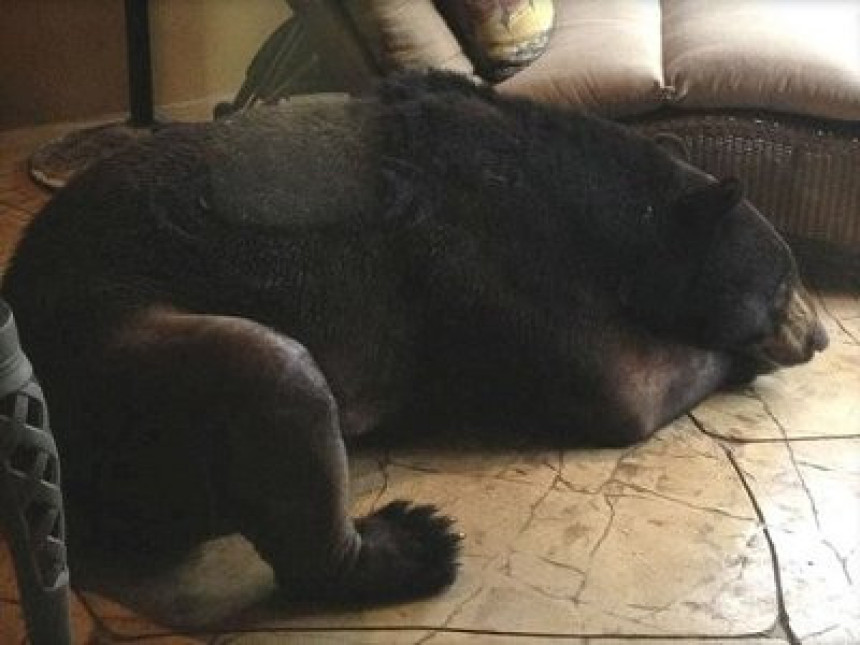 Medvjed ušetao u kuću i zaspao na podu (VIDEO)