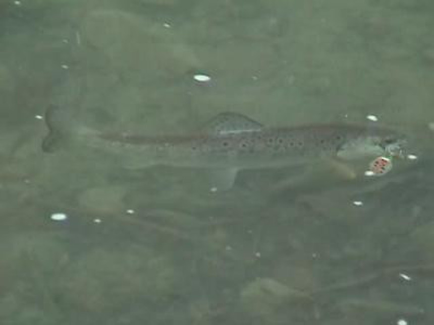 Uništen riblji fond!