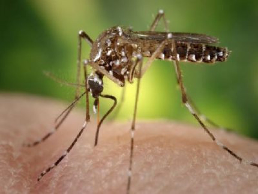 Virus zapadnog Nila stigao u Hrvatsku, moguć i u BiH