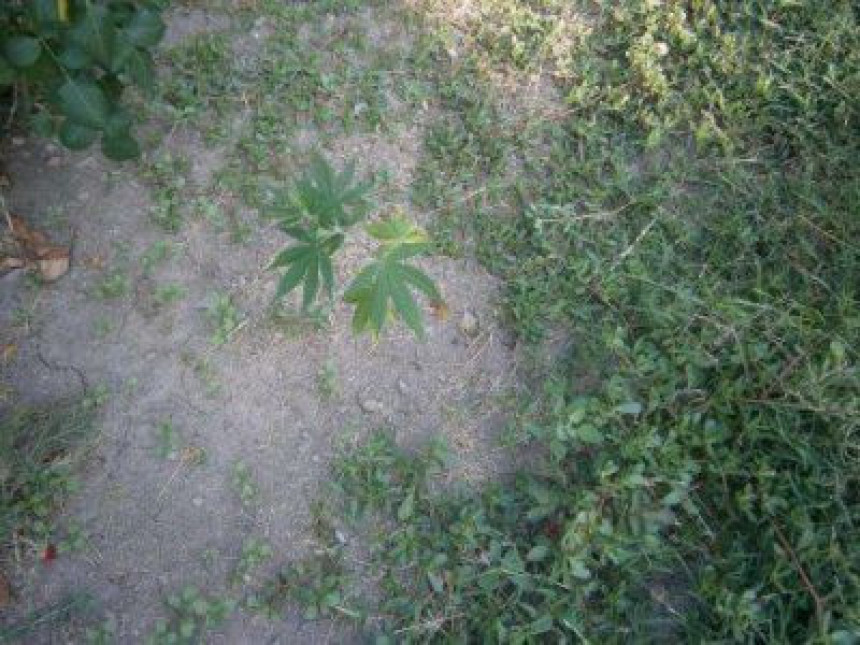 Uhapšena tri lica zbog droge