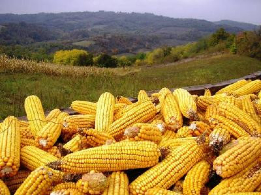Афлатоксин пронађен у кукурузу! 